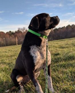 Pongo